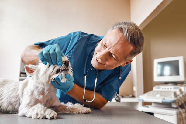 Best Urgent Dental Care  in Wildewood, MD